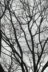 Tree Limbs